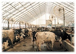 Agricultural & Dairy factoring